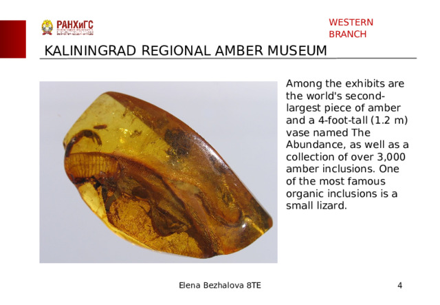 WESTERN BRANCH KALININGRAD REGIONAL AMBER MUSEUM Among the exhibits are the world's second-largest piece of amber and a 4-foot-tall (1.2 m) vase named The Abundance, as well as a collection of over 3,000 amber inclusions. One of the most famous organic inclusions is a small lizard. Elena Bezhalova 8TE  