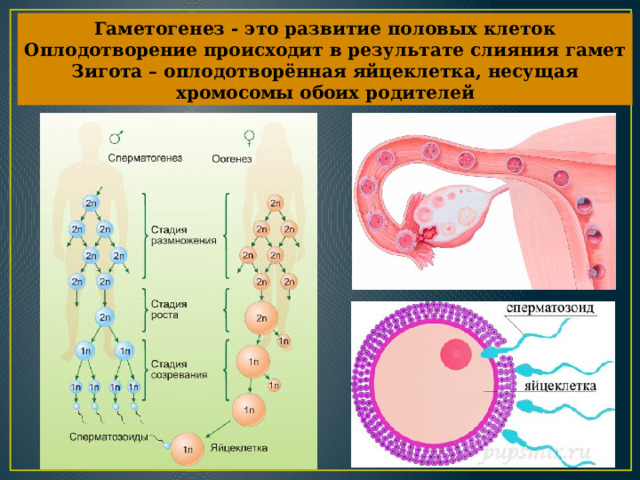 Гаметогенез - это развитие половых клеток  Оплодотворение происходит в результате слияния гамет Зигота – оплодотворённая яйцеклетка, несущая хромосомы обоих родителей 