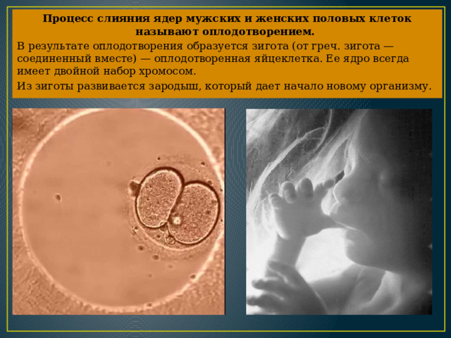 Процесс слияния ядер мужских и женских половых клеток называют оплодотворением. В результате оплодотворения образуется зигота (от греч. зигота — соединенный вместе) — оплодотворенная яйцеклетка. Ее ядро всегда имеет двойной набор хромосом. Из зиготы развивается зародыш, который дает начало новому организму. 