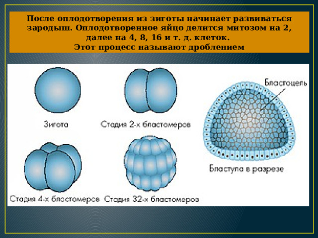 После оплодотворения из зиготы начинает развиваться зародыш. Оплодотворенное яйцо делится митозом на 2, далее на 4, 8, 16 и т. д. клеток. Этот процесс называют дроблением 