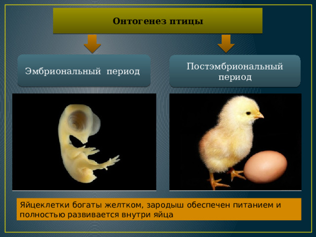 Онтогенез птицы Эмбриональный период Постэмбриональный период Яйцеклетки богаты желтком, зародыш обеспечен питанием и полностью развивается внутри яйца 
