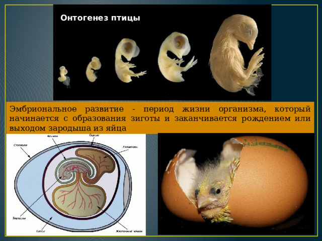 Онтогенез птицы Эмбриональное развитие - период жизни организма, который начинается с образования зиготы и заканчивается рождением или выходом зародыша из яйца 