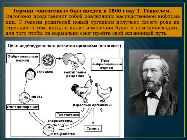 Тер­мин «он­то­ге­нез» был вве­ден в 1866 году Т. Гек­ке­лем. Он­то­ге­нез пред­став­ля­ет собой ре­а­ли­за­цию на­след­ствен­ной ин­фор­ма­ции. С ге­на­ми ро­ди­те­лей новый ор­га­низм по­лу­ча­ет сво­е­го рода ин­струк­цию о том, когда и какие из­ме­не­ния будут в нем про­ис­хо­дить, для того чтобы он нор­маль­но смог прой­ти свой жизнен­ный путь. 