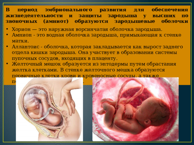 В период эмбрионального развития для обеспечения жизнедеятельности и защиты зародыша у высших по­звоночных (амниот) образуются зародышевые оболочки хорион, амнион, аллантоис и желточный мешок. Хорион — это наружная ворсинчатая оболочка заро­дыша. Амнион - это водная оболочка зародыша, примы­кающая к стенке матки.  Аллантоис - оболочка, которая закладывается как вырост заднего отдела кишки зародыша. Она участвует в образовании системы пупочных сосудов, входящих в плаценту. Желточный мешок образуется из энтодермы пу­тем обрастания желтка клетками. В стен­ке желточного мешка образуются первичные клетки крови и кровеносные сосуды, а также первичные поло­вые клетки. 