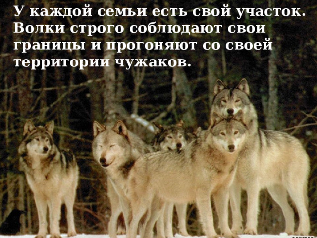 У каждой семьи есть свой участок. Волки строго соблюдают свои границы и прогоняют со своей территории чужаков.  