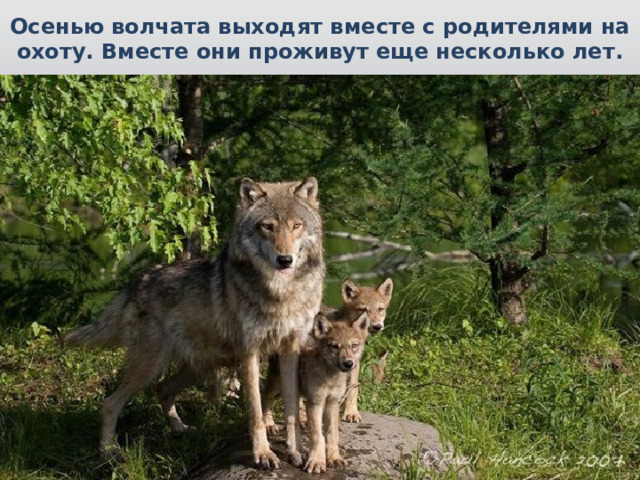 Осенью волчата выходят вместе с родителями на охоту. Вместе они проживут еще несколько лет. 