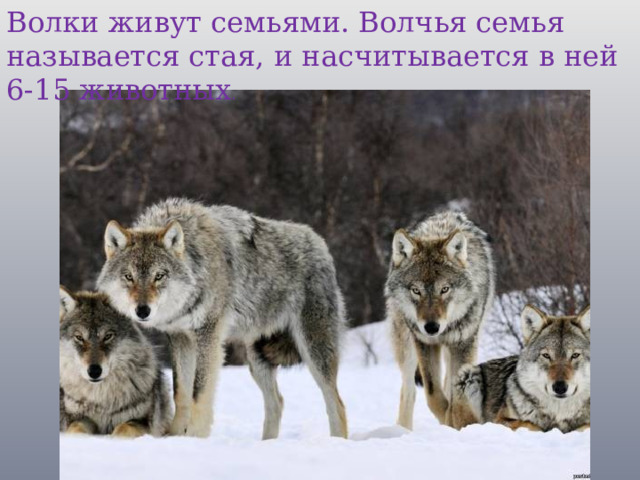 Волки живут семьями. Волчья семья называется стая, и насчитывается в ней 6-15 животных .  