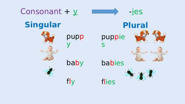 Consonant + y - i es Singular Plural pup p y  ba b y  f l y pup p ies ba b ies f l ies 