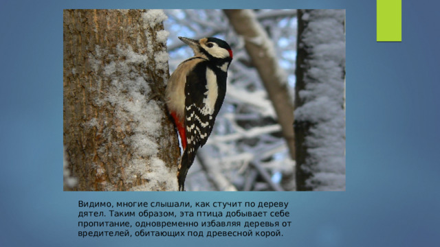. Видимо, многие слышали, как стучит по дереву дятел. Таким образом, эта птица добывает себе пропитание, одновременно избавляя деревья от вредителей, обитающих под древесной корой. 