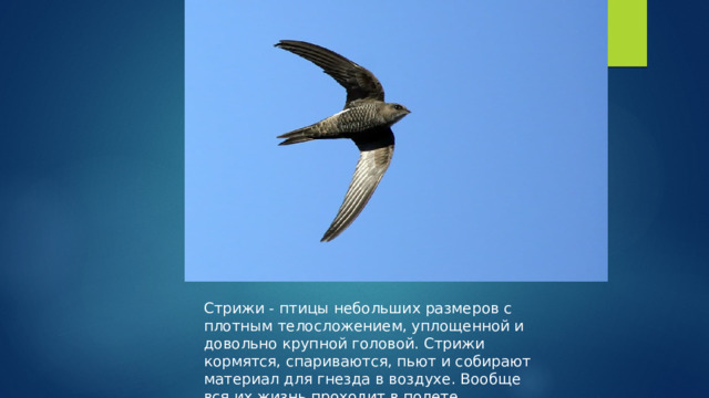 Стрижи - птицы небольших размеров с плотным телосложением, уплощенной и довольно крупной головой. Стрижи кормятся, спариваются, пьют и собирают материал для гнезда в воздухе. Вообще вся их жизнь проходит в полете. 