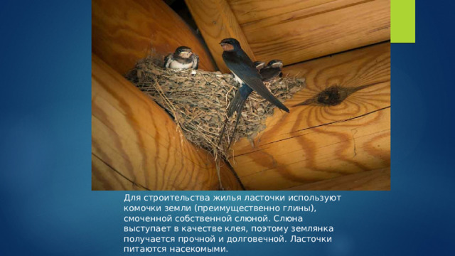 Для строительства жилья ласточки используют комочки земли (преимущественно глины), смоченной собственной слюной. Слюна выступает в качестве клея, поэтому землянка получается прочной и долговечной. Ласточки питаются насекомыми. 