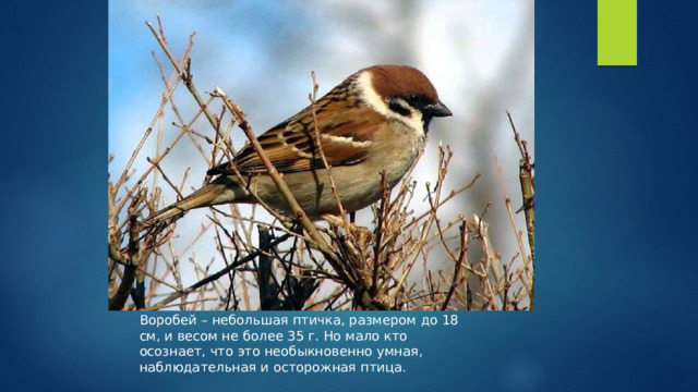 Воробей – небольшая птичка, размером до 18 см, и весом не более 35 г. Но мало кто осознает, что это необыкновенно умная, наблюдательная и осторожная птица. 