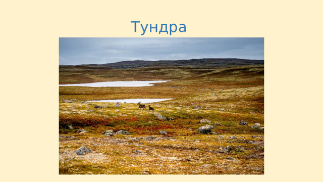 Тундра 