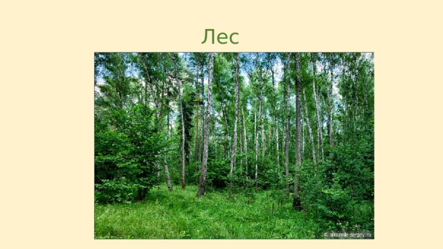 Лес 