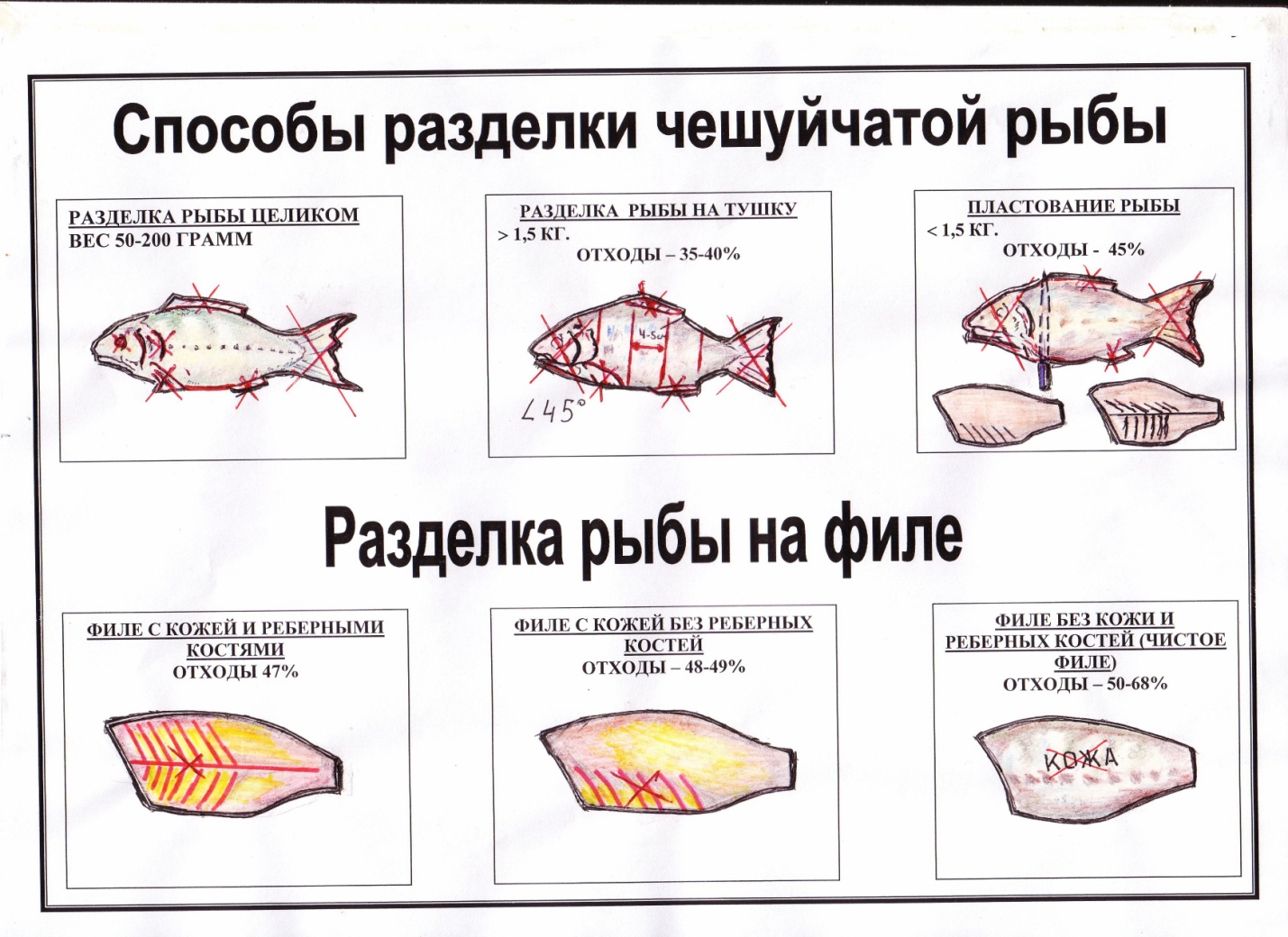 От размеров рыбы зависит. Технологическая схема разделки рыбы на филе. Схема разделки рыбы с костным скелетом. Треска схема разделки. Технологическая схема разделки рыбы с костным скелетом.