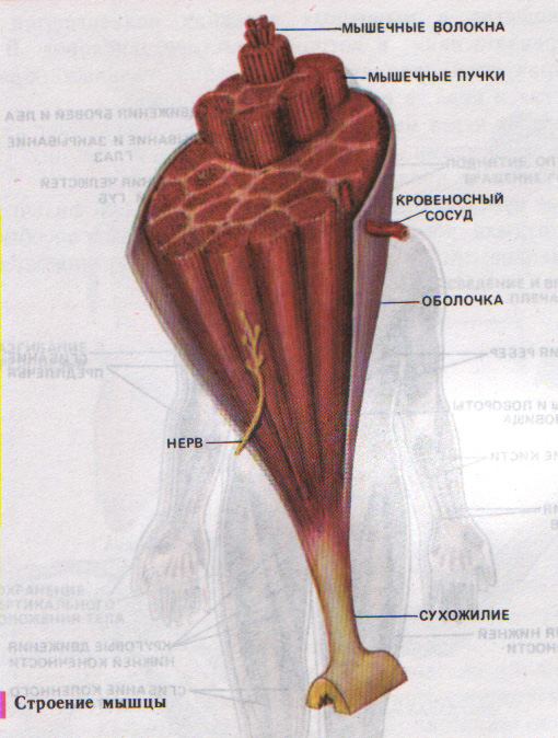 Строение мышцы рисунок