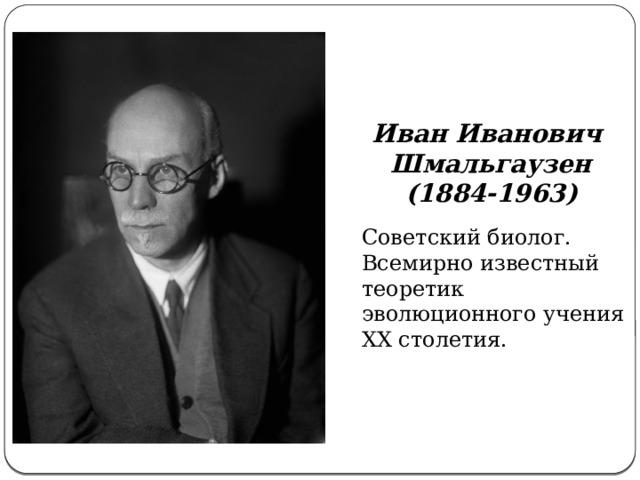 Иван Иванович Шмальгаузен (1884-1963) Советский биолог. Всемирно известный теоретик эволюционного учения XX столетия. 
