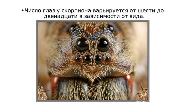 Число глаз у скорпиона варьируется от шести до двенадцати в зависимости от вида. 