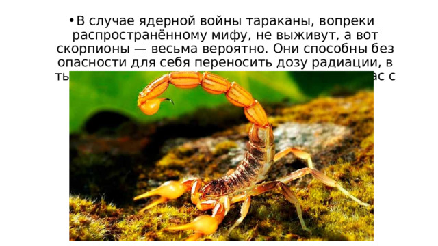 В случае ядерной войны тараканы, вопреки распространённому мифу, не выживут, а вот скорпионы — весьма вероятно. Они способны без опасности для себя переносить дозу радиации, в тысячу раз превышающую смертельную для нас с вами. 