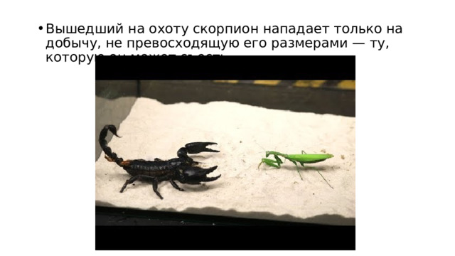 Вышедший на охоту скорпион нападает только на добычу, не превосходящую его размерами — ту, которую он может съесть. 