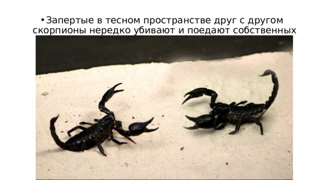 Запертые в тесном пространстве друг с другом скорпионы нередко убивают и поедают собственных сородичей. 