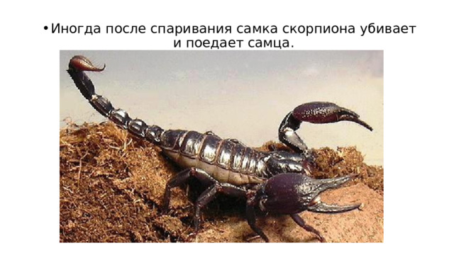 Иногда после спаривания самка скорпиона убивает и поедает самца. 