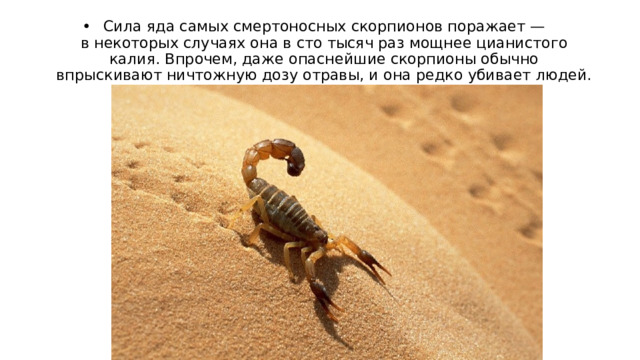 Сила яда самых смертоносных скорпионов поражает — в некоторых случаях она в сто тысяч раз мощнее цианистого калия. Впрочем, даже опаснейшие скорпионы обычно впрыскивают ничтожную дозу отравы, и она редко убивает людей. 