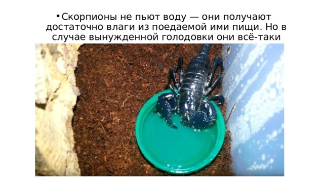 Скорпионы не пьют воду — они получают достаточно влаги из поедаемой ими пищи. Но в случае вынужденной голодовки они всё-таки начинают пить воду. 