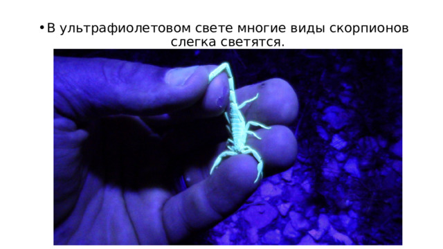 В ультрафиолетовом свете многие виды скорпионов слегка светятся. 