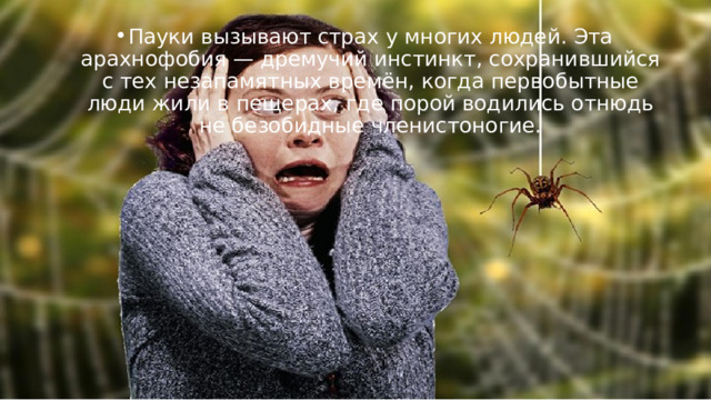 Пауки вызывают страх у многих людей. Эта арахнофобия — дремучий инстинкт, сохранившийся с тех незапамятных времён, когда первобытные люди жили в пещерах, где порой водились отнюдь не безобидные членистоногие. 