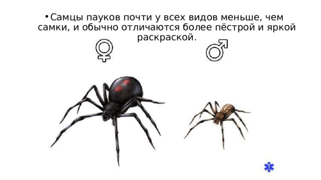 Самцы пауков почти у всех видов меньше, чем самки, и обычно отличаются более пёстрой и яркой раскраской. 