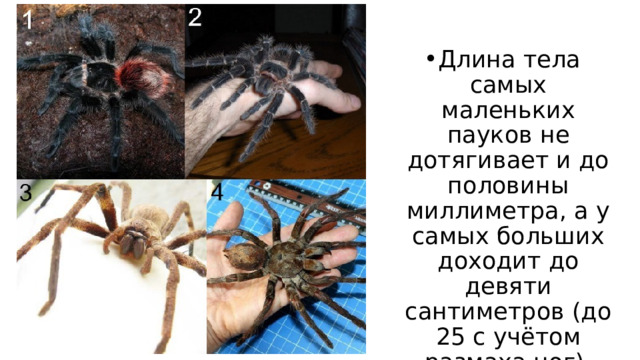 Длина тела самых маленьких пауков не дотягивает и до половины миллиметра, а у самых больших доходит до девяти сантиметров (до 25 с учётом размаха ног). 