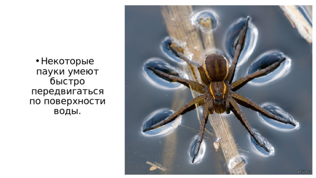 Некоторые пауки умеют быстро передвигаться по поверхности воды. 