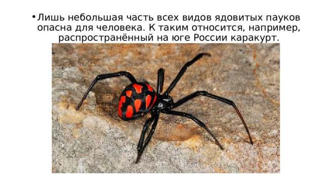 Лишь небольшая часть всех видов ядовитых пауков опасна для человека. К таким относится, например, распространённый на юге России каракурт. 