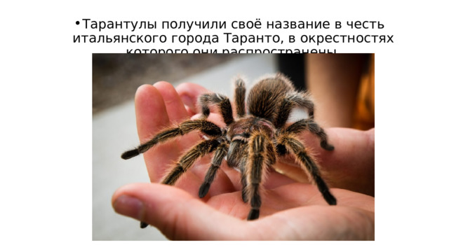 Тарантулы получили своё название в честь итальянского города Таранто, в окрестностях которого они распространены.   
