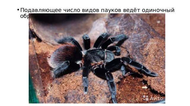 Подавляющее число видов пауков ведёт одиночный образ жизни. 