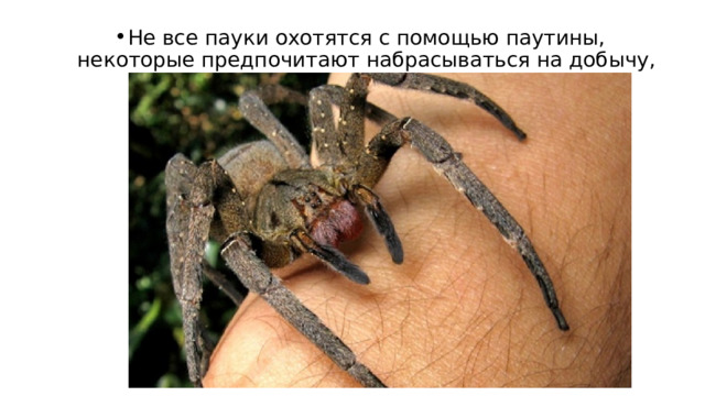 Не все пауки охотятся с помощью паутины, некоторые предпочитают набрасываться на добычу, как настоящие хищники. 