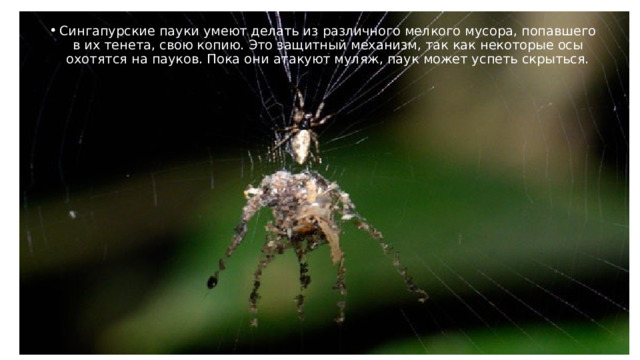 Сингапурские пауки умеют делать из различного мелкого мусора, попавшего в их тенета, свою копию. Это защитный механизм, так как некоторые осы охотятся на пауков. Пока они атакуют муляж, паук может успеть скрыться. 