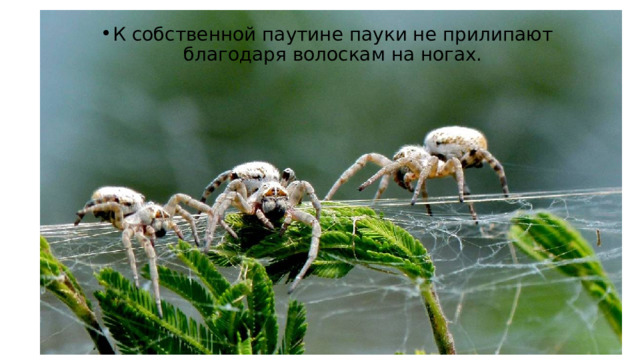 К собственной паутине пауки не прилипают благодаря волоскам на ногах. 