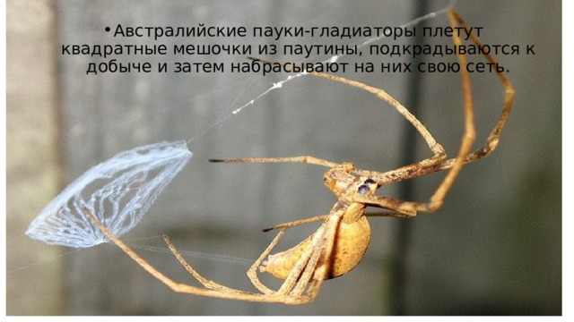 Австралийские пауки-гладиаторы плетут квадратные мешочки из паутины, подкрадываются к добыче и затем набрасывают на них свою сеть. 