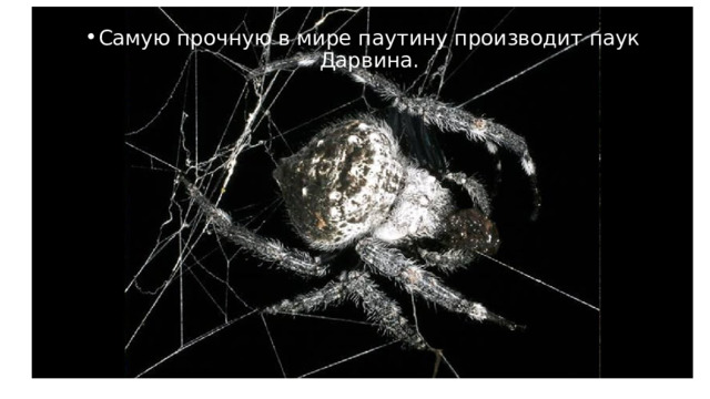 Самую прочную в мире паутину производит паук Дарвина. 