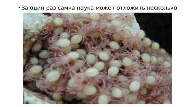 За один раз самка паука может отложить несколько тысяч яиц. 