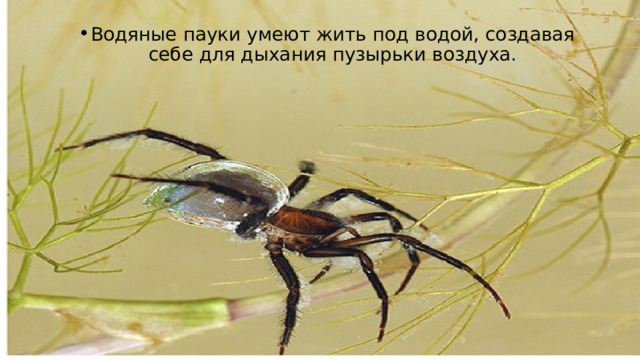Водяные пауки умеют жить под водой, создавая себе для дыхания пузырьки воздуха. 
