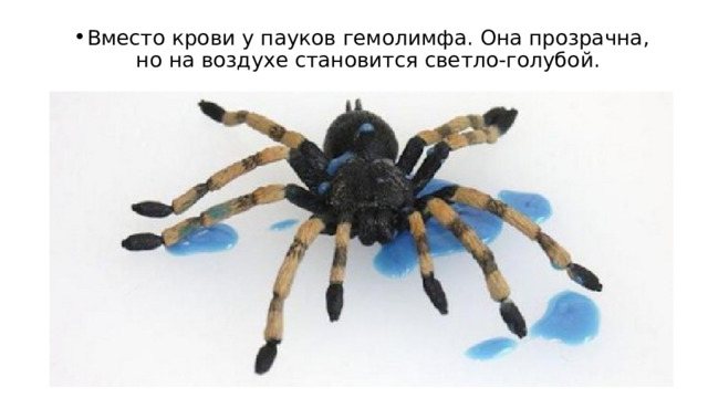Вместо крови у пауков гемолимфа. Она прозрачна, но на воздухе становится светло-голубой. 