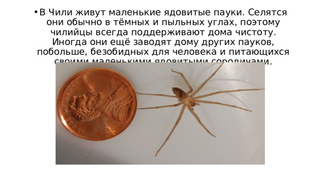 В Чили живут маленькие ядовитые пауки. Селятся они обычно в тёмных и пыльных углах, поэтому чилийцы всегда поддерживают дома чистоту. Иногда они ещё заводят дому других пауков, побольше, безобидных для человека и питающихся своими маленькими ядовитыми сородичами. 