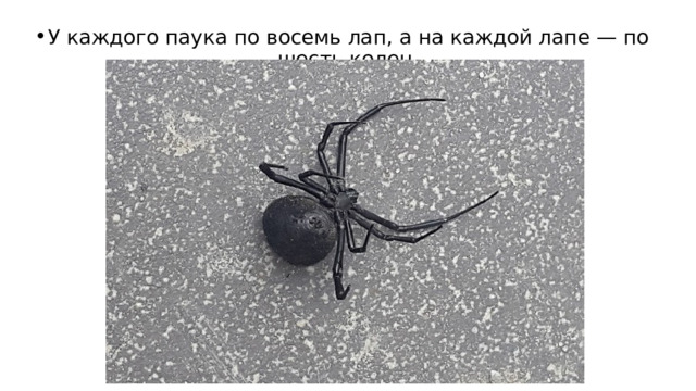 У каждого паука по восемь лап, а на каждой лапе — по шесть колен. 