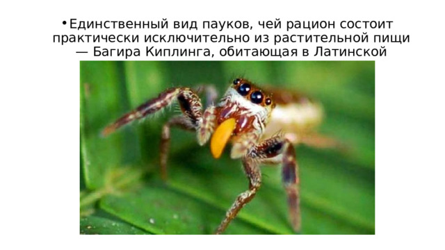 Единственный вид пауков, чей рацион состоит практически исключительно из растительной пищи — Багира Киплинга, обитающая в Латинской Америке. 