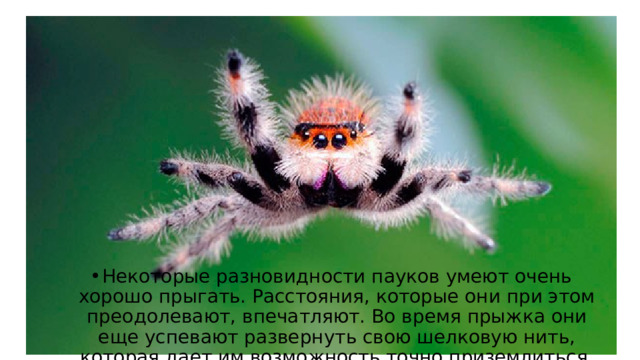 Некоторые разновидности пауков умеют очень хорошо прыгать. Расстояния, которые они при этом преодолевают, впечатляют. Во время прыжка они еще успевают развернуть свою шелковую нить, которая дает им возможность точно приземлиться. 