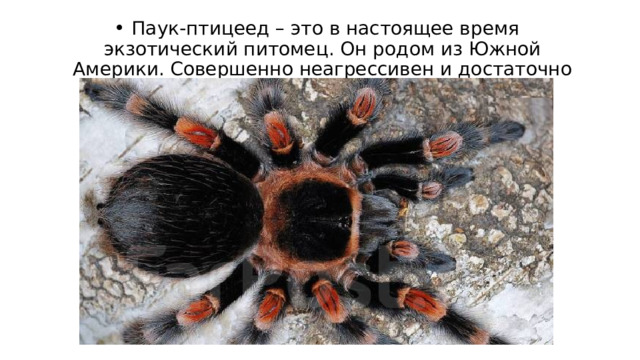   Паук-птицеед – это в настоящее время экзотический питомец. Он родом из Южной Америки. Совершенно неагрессивен и достаточно медлителен 