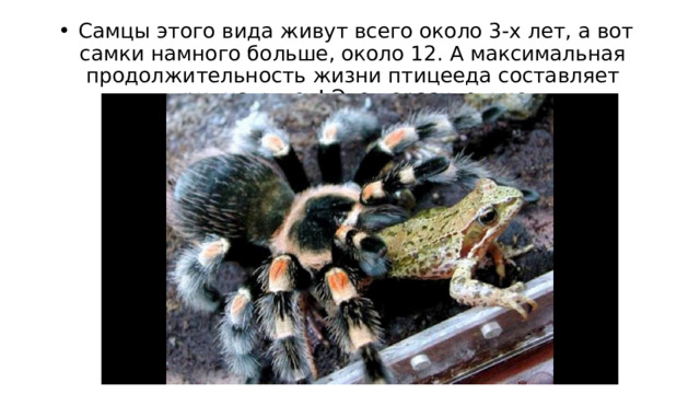   Самцы этого вида живут всего около 3-х лет, а вот самки намного больше, около 12. А максимальная продолжительность жизни птицееда составляет тридцать лет! Это поразительно. 